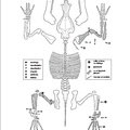 sus_scrofa_2_eclate.pdf