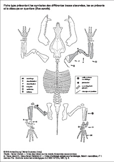 Sus scrofa (fiche type)
