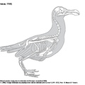 larus_sp.pdf