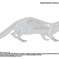 mustela_putorius_putorius.pdf