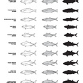 silhouettes_poissons_02.pdf