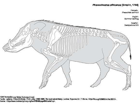 Common warthog