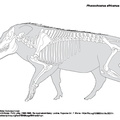 phacochoerus_africanus.pdf