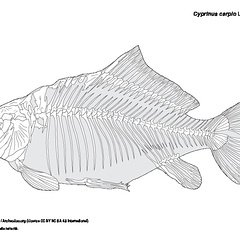 Carpe commune