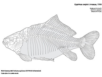 Carpa común