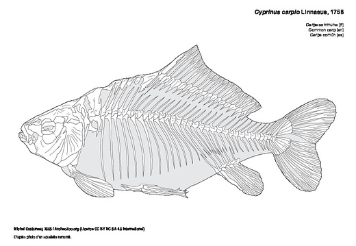 Carpa común