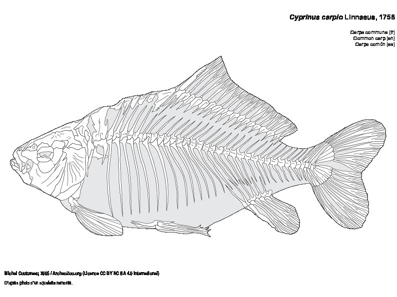 Common carp