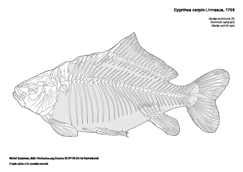 cyprinus_carpio.pdf