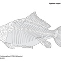 cyprinus_carpio.pdf