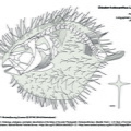 Porc-épic ballon (7699 visites) TYLER, James C. (1980). Osteology, phylogeny, and higher classification of the fishes of the order P... Porc-épic ballon