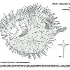  Longspined porcupinefish
