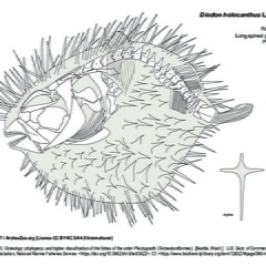 Porc-épic ballon (7690 visites) TYLER, James C. (1980). Osteology, phylogeny, and higher classification of the fishes of the order P... Porc-épic ballon