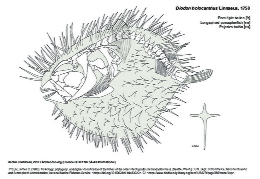  Longspined porcupinefish