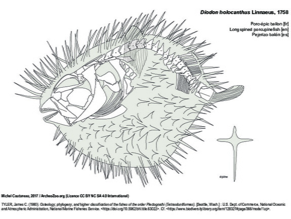 Porc-épic ballon (7694 visites) TYLER, James C. (1980). Osteology, phylogeny, and higher classification of the fishes of the order P... Porc-épic ballon