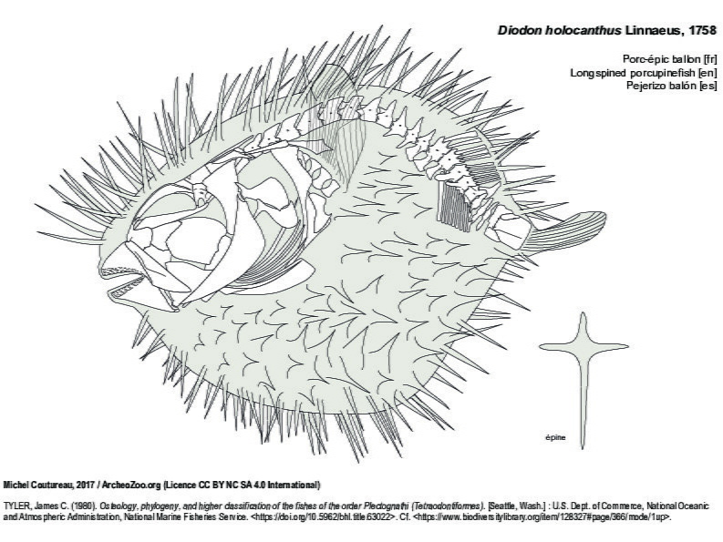 Porc-épic ballon (7689 visites) TYLER, James C. (1980). Osteology, phylogeny, and higher classification of the fishes of the order P... Porc-épic ballon