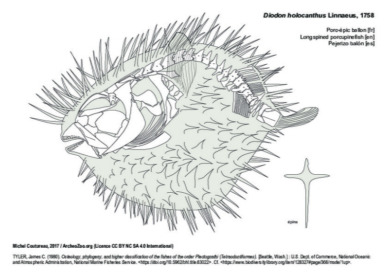 diodon_holocanthus.pdf