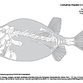 Coffre baguette (7410 visites) TYLER, James C. (1980). Osteology, phylogeny, and higher classification of the fishes of the order P... Coffre baguette