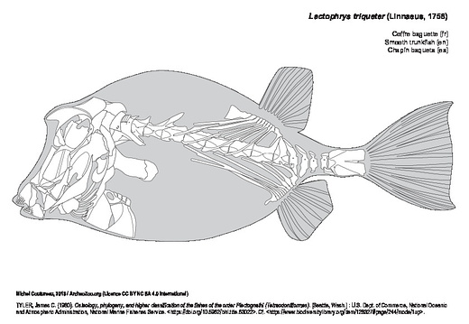 Smooth trunkfish