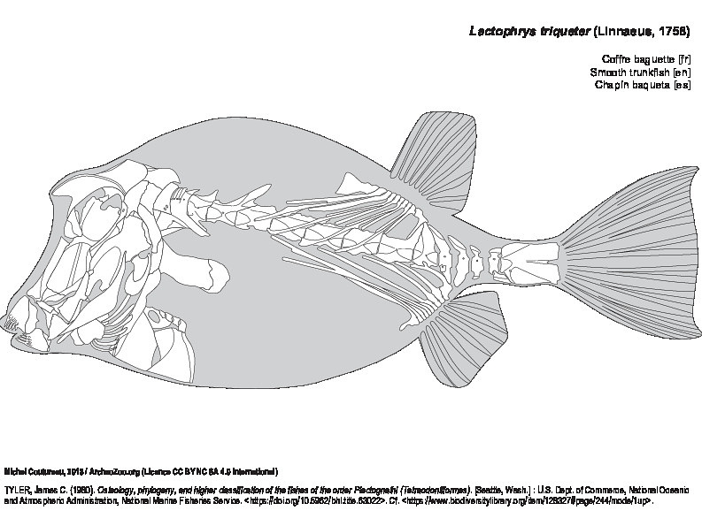 Coffre baguette (7403 visites) TYLER, James C. (1980). Osteology, phylogeny, and higher classification of the fishes of the order P... Coffre baguette
