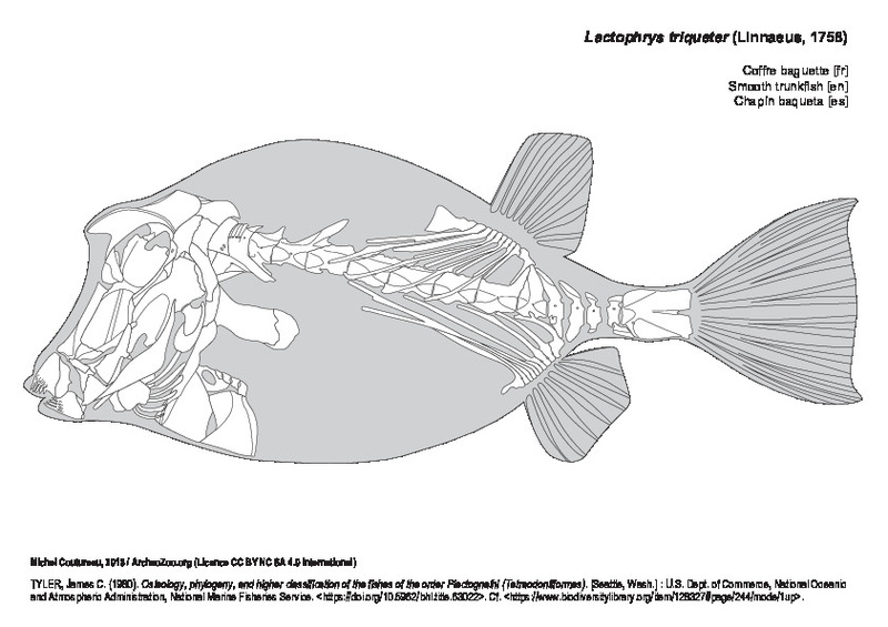 lactophrys_triqueter.pdf