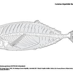 Louvareau (7945 visites) KING, William Gregory & MILES, George Conrad. (1943). The Osteology of Luvarus Imperialis, a Scombro... Louvareau