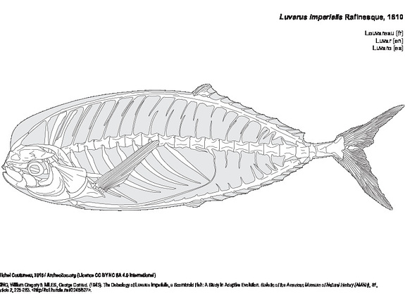 Louvareau (7986 visites) KING, William Gregory & MILES, George Conrad. (1943). The Osteology of Luvarus Imperialis, a Scombro... Louvareau