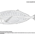 luvarus_imperialis.pdf