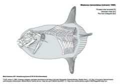 Poisson-lune lancéolé