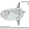 Poisson-lune lancéolé (7759 visites) TYLER, James C. (1980). Osteology, phylogeny, and higher classification of the fishes of the order P... Poisson-lune lancéolé