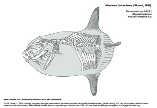 Sharptail mola