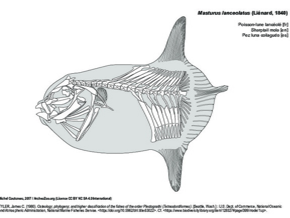 Poisson-lune lancéolé (7752 visites) TYLER, James C. (1980). Osteology, phylogeny, and higher classification of the fishes of the order P... Poisson-lune lancéolé