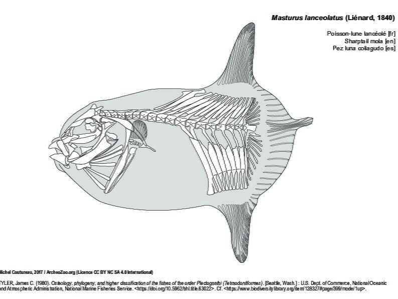 Sharptail mola