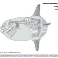 masturus_lanceolatus.pdf