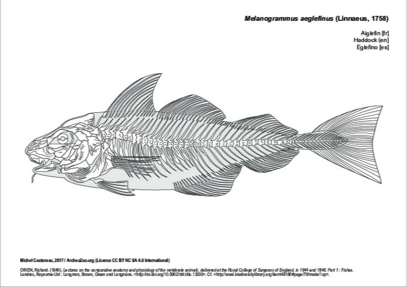melanogrammus_aeglefinus.pdf