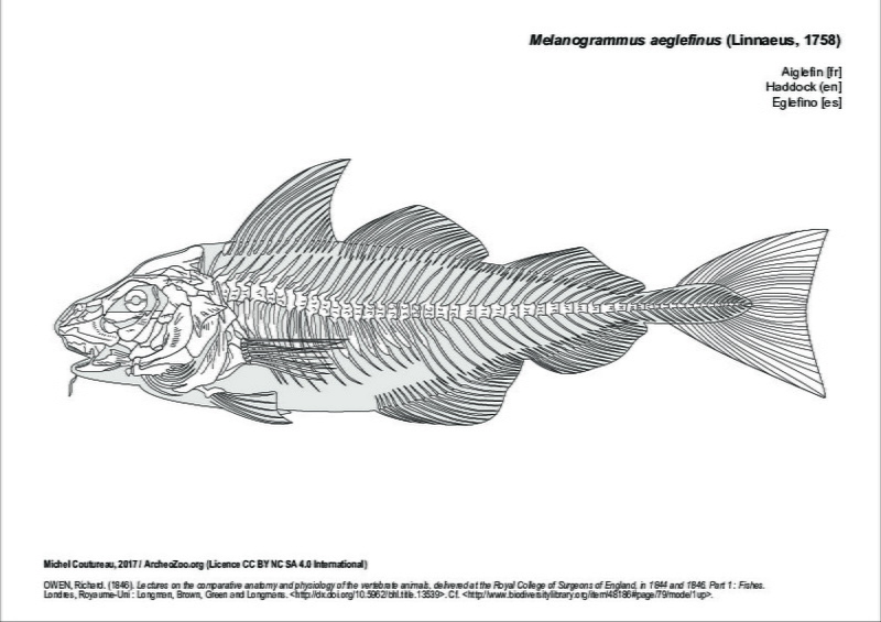 OWEN, Richard. (1846). Lectures on the comparative anatomy and physiology of the vertebrate animals, delivered at the Royal College of Surgeons of England, in 1844 and 1846. Part 1 : Fishes. Londres, Royaume-Uni : Longman, Brown, Green and Longmans. http://dx.doi.org/10.5962/bhl.title.13539. Cf. http://www.biodiversitylibrary.org/item/48186#page/79/mode/1up. melanogrammus_aeglefinus.pdf