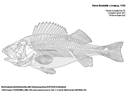 Perche européenne (8691 visites) CUVIER, Georges & VALENCIENNES, Achille. (1828). Histoire naturelle des poissons. Paris : F. G. Levr... Perche européenne