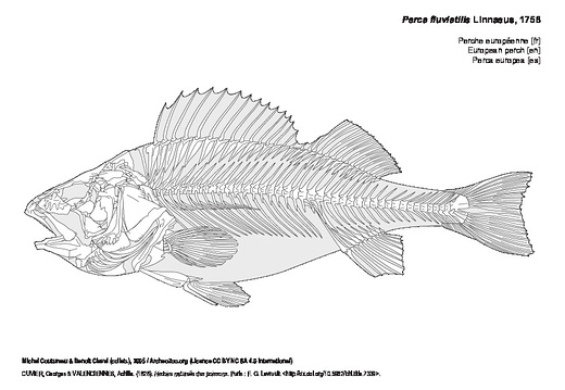 Perche européenne (8689 visites) CUVIER, Georges & VALENCIENNES, Achille. (1828). Histoire naturelle des poissons. Paris : F. G. Levr... Perche européenne
