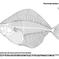 Plie d'Europe (7709 visites) VAN NEER, Win & ERVYNCK, Anton (1994). New data on fish remains from Belgian archaeological sites. D... Plie d'Europe
