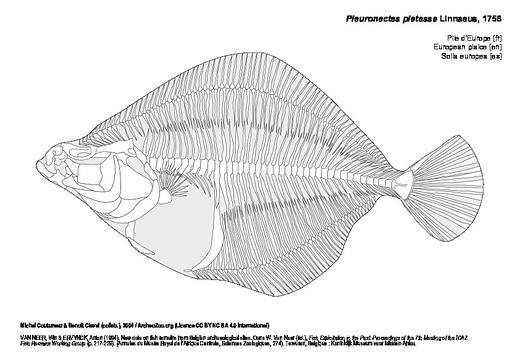 Plie d'Europe (7675 visites) VAN NEER, Win & ERVYNCK, Anton (1994). New data on fish remains from Belgian archaeological sites. D... Plie d'Europe