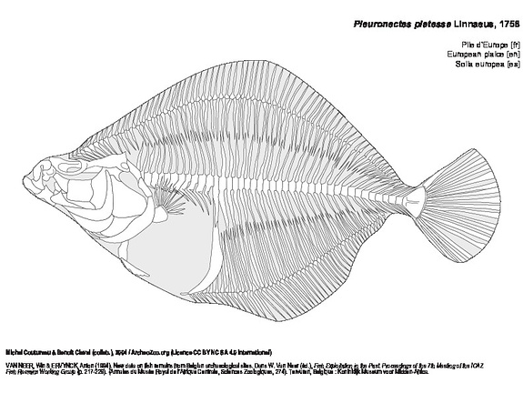 European plaice