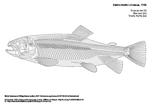 Truite de mer (8070 visites) DAY, Francis. (1887). British and Irish Salmonidæ. London : Williams and Norgate. http://dx.doi.org... Truite de mer