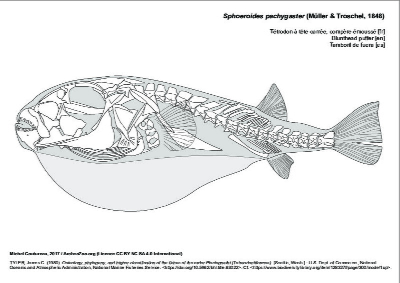 sphoeroides_pachygaster.pdf