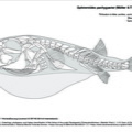 sphoeroides_pachygaster.pdf