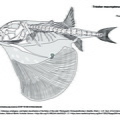 Bourse (7910 visites) TYLER, James C. (1980). Osteology, phylogeny, and higher classification of the fishes of the order P... Bourse
