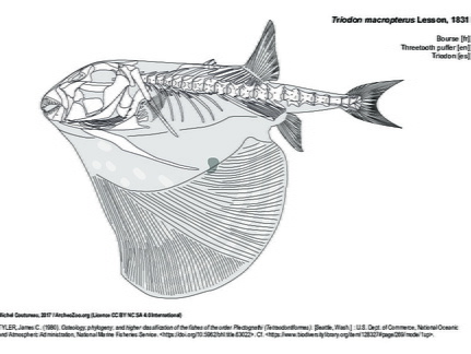 Bourse (7885 visites) TYLER, James C. (1980). Osteology, phylogeny, and higher classification of the fishes of the order P... Bourse