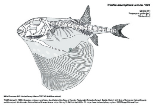 Triodon