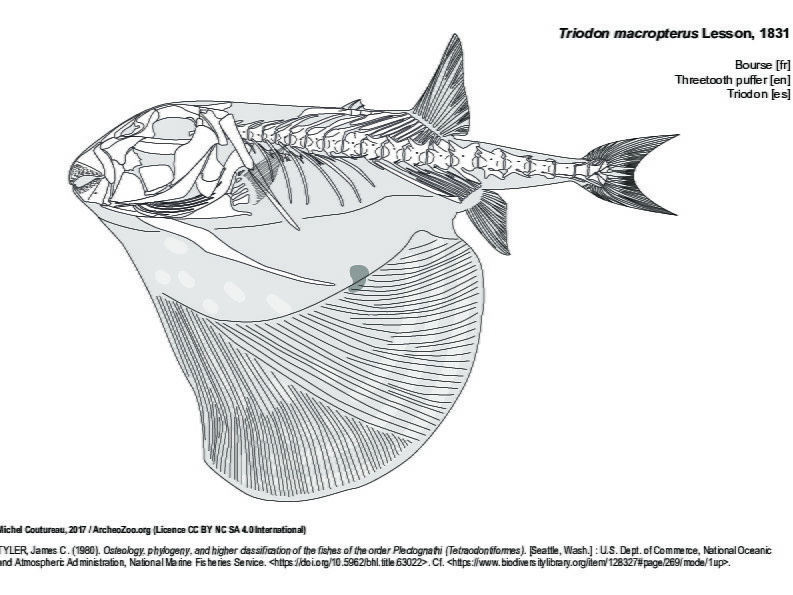 Threetooth puffer