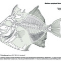 Finescale triggerfish