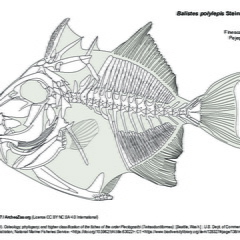 Baliste coche (8292 visites) TYLER, James C. (1980). Osteology, phylogeny, and higher classification of the fishes of the order P... Baliste coche