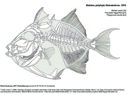 Baliste coche (8293 visites) TYLER, James C. (1980). Osteology, phylogeny, and higher classification of the fishes of the order P... Baliste coche
